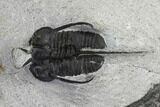 Bargain, Devil Horned Cyphaspis Trilobite - Mrakib, Morocco #119636-2